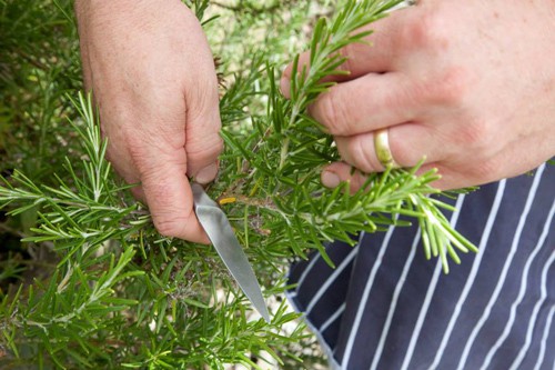 Fresh herbs