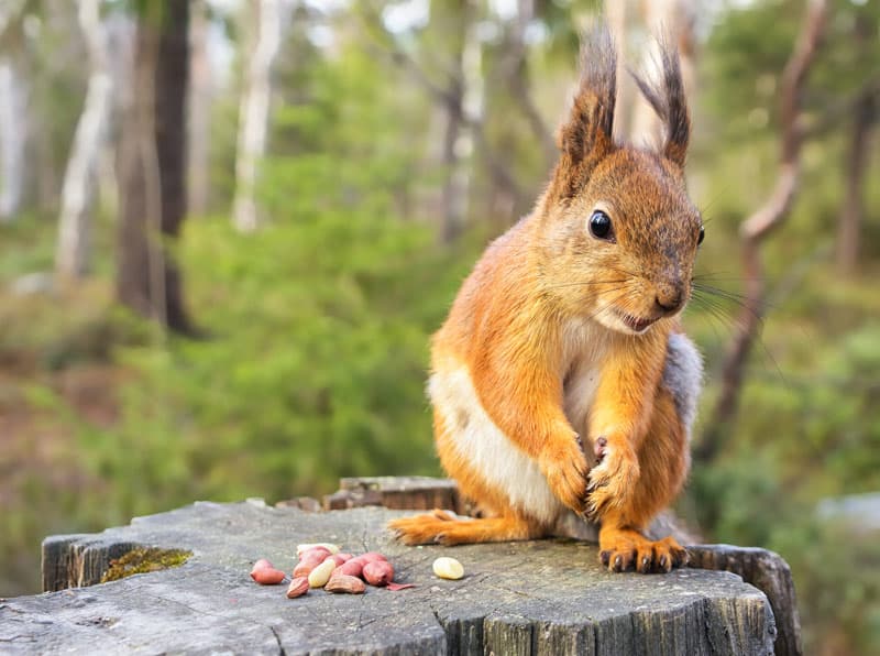 Red squirrel in Perthshire