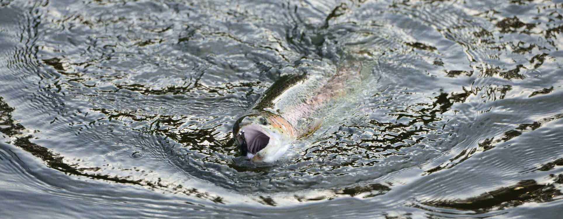 Salmon fishing holidays at Kinloch House